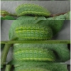 pol daphnis larva4 volg1
